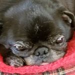 Becky Tierney Roark - @pug_granny - Instagram