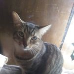 Coco Becky-Bailey Roark - @cocothecatmodel1 - Instagram