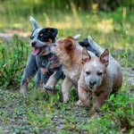 Becky Rowan - @richlands_acds - Instagram