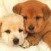 Becky Sain - Facebook
