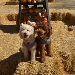 Becky Salinas - @25_bulldogmom - Instagram