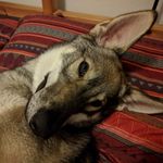 Becky Salter - @forpawsedinburgh - Instagram