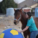 Rebecca Barkley - @beckysanimalcharm - Instagram