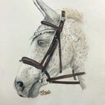 Rebecca Biffen - @beckysanimalportraits - Instagram