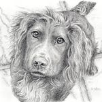 Rebecca Tatum - @beckys.animaldrawings - Instagram