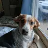 Becky Pip & Sass - @pablo.hennessey - TikTok