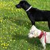 Becky Scanlon - Facebook