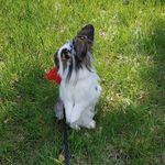 Becky Schall - @gandalf_the_pillow_warrior - Instagram