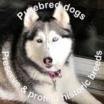 Becky Schipper - @beckysiberianmom - Instagram