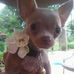 Rebecca Schmelzer - Facebook