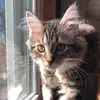 becky_schmitty - @becky_schmitty - TikTok