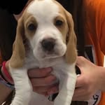Becky🐾 - @becky_sousa_fofa - Instagram