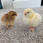 Olive, Becky, & Sprinkle - @olive_becky_sprinkle - Instagram