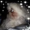 Angel - @beckystacy2 - TikTok