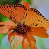 Becky Lynne Steed - @becky.lynne.steed - TikTok