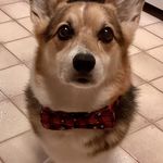 Becky Stokes - @corgivillefaire - Instagram