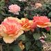 Rebecca Stott - Facebook
