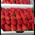 Becky’s Fresh Strawberry - @beckys_fresh_strawberry_ - Instagram