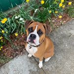 Becky Strong - @boxerluvrs - Instagram