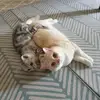 Becky Sun - @becky.sun - TikTok