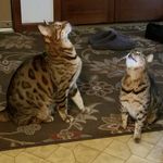 Becky Thayer - @mnbengalmama - Instagram