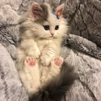 Becky Ting - Facebook