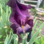 Becky Toler - Facebook