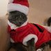 Becky Collier Tomlin - Facebook