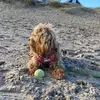 Rolo🐾🩷🤭 - @beckytyrrell20 - TikTok
