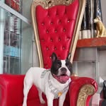 Becky  valentina - @beckyvalentina_frenchie - Instagram