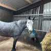 Mr B 🐴 - @beckyvickers0 - TikTok