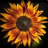 Becky Wallen - @becky.wallen6 - TikTok