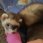 Angel the ferret 🐾🫧 - @beckyyangel_ - Instagram