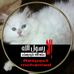 Bedor Mohamed - Facebook