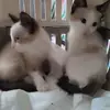 Bedrije Mema - @bedrije.mema - TikTok