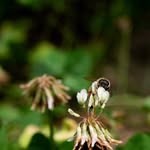Bee Bailey - @beebaileyhomestead - Instagram