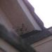 BEE &amp; WASP Removal Baldwin Park 818 919 4696 Emergency Service 24/7 - Facebook