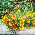 Banner Bee Keepers Association - @bannerbeekeeper - Instagram