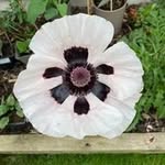 Bee Bold - @beebold60 - Instagram
