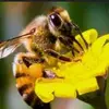 Bee Build - @beebuildd - TikTok