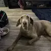 beedo chowder - @beedo398 - TikTok