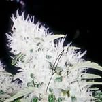 Bee Fang - @bee.fang.56 - Instagram