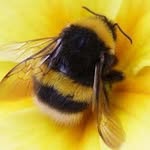 Bee Harris - @beeharris56 - Instagram