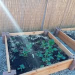 Bee Henry - @8laworganics - Instagram