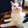 Honeybee - @bee.hoo - TikTok