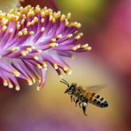 Bee Hunter - Facebook