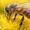 Bee hunter - @bee.hunter10 - TikTok
