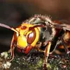 Bee Hunter - @beehunter7 - TikTok