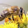 Bee Hunter - @beebeehunting - TikTok