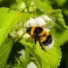 beeshunter - @beeshunter - TikTok